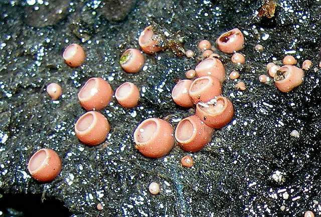 La valle dei funghi sconosciuti